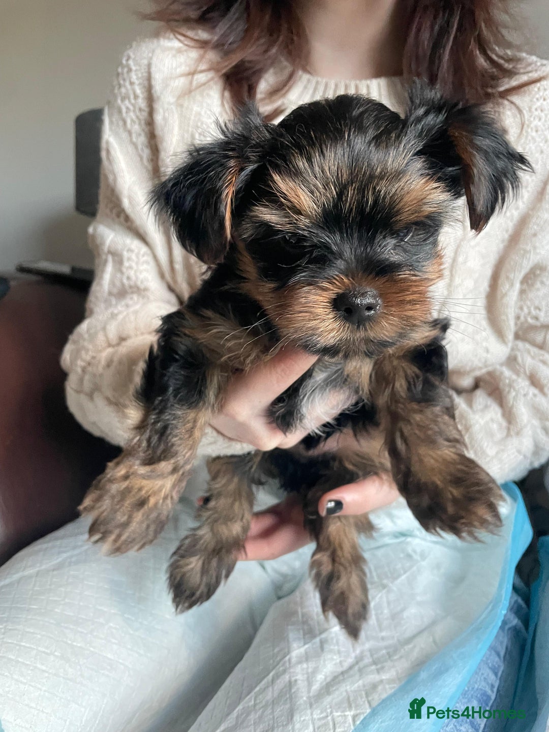 Yorkshire Terrier dogs for sale: Miniature Yorkshire Terrier Puppies  - Advert 20