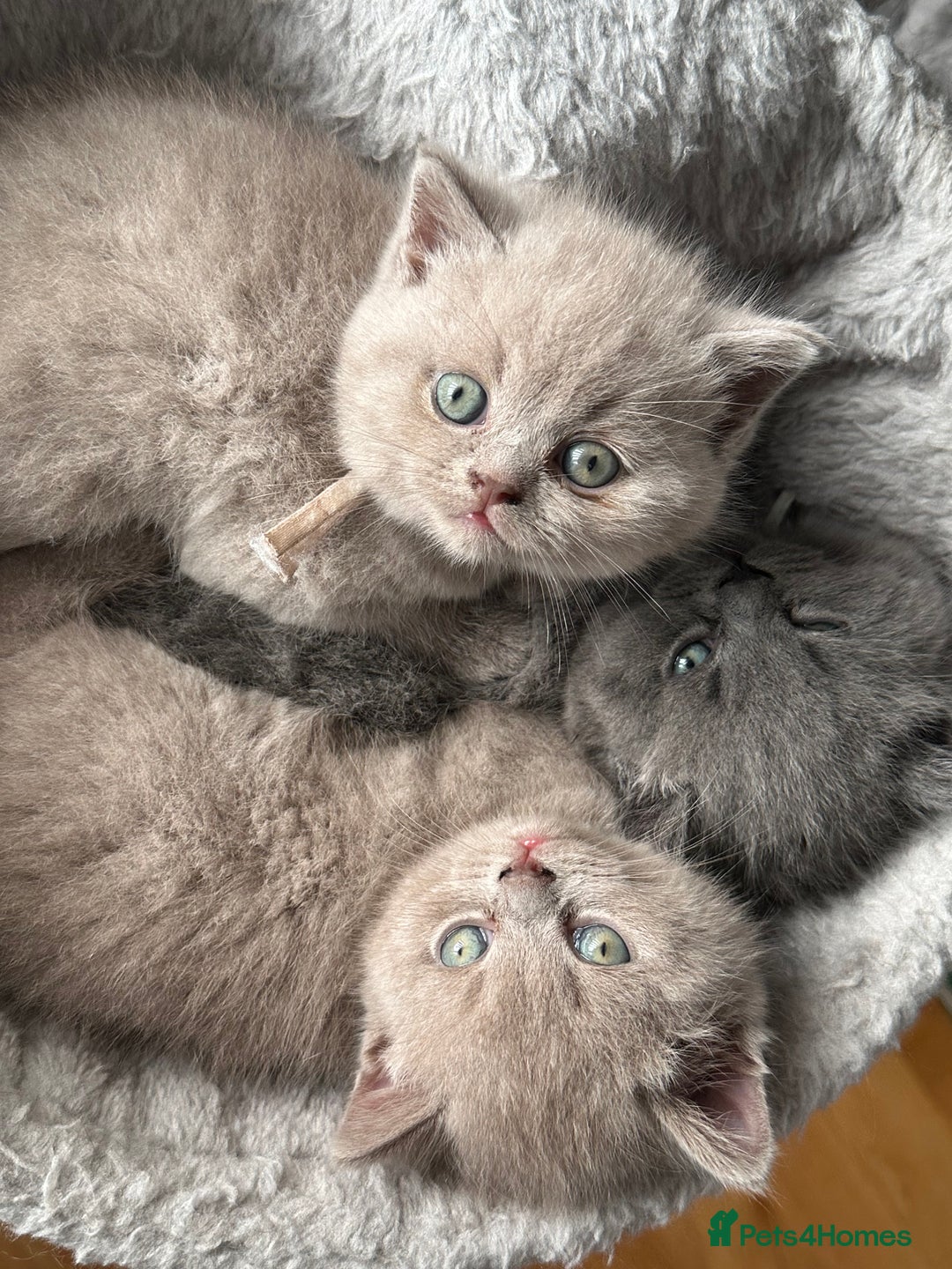 British Shorthair cats for sale: My Gorgeous kittens 😻looking for new home❤️ - Advert 7