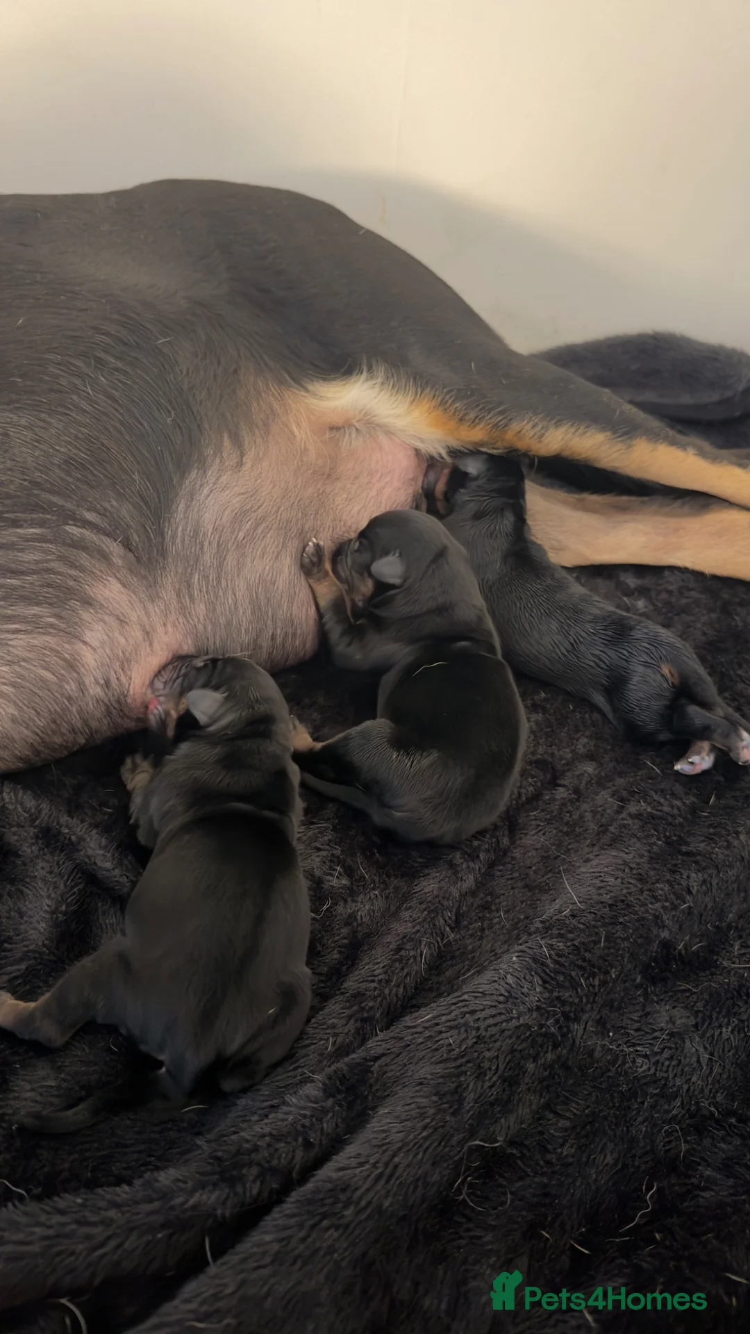 Mixed Breed dogs for sale: Stunning Dobermann X Huntaway Puppies ✨ in Coalville - Advert 4