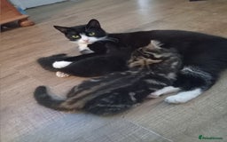 Domestic Shorthair cats for sale: 4 kittens for sale one girl and 3 boys - Image 8