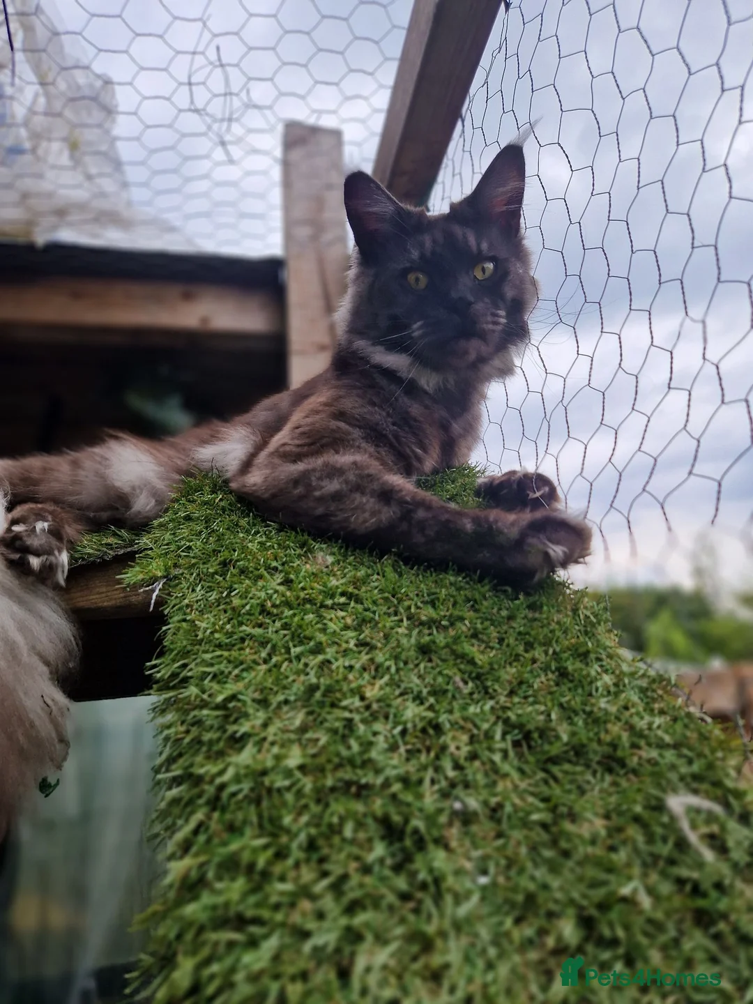 Maine Coon cats for sale: Tica registered black smoke mainecoon male  in Cleckheaton - Advert 4