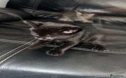 Domestic Shorthair cats for sale: Adorable tabby/bengal kittens to a good home - Image 21