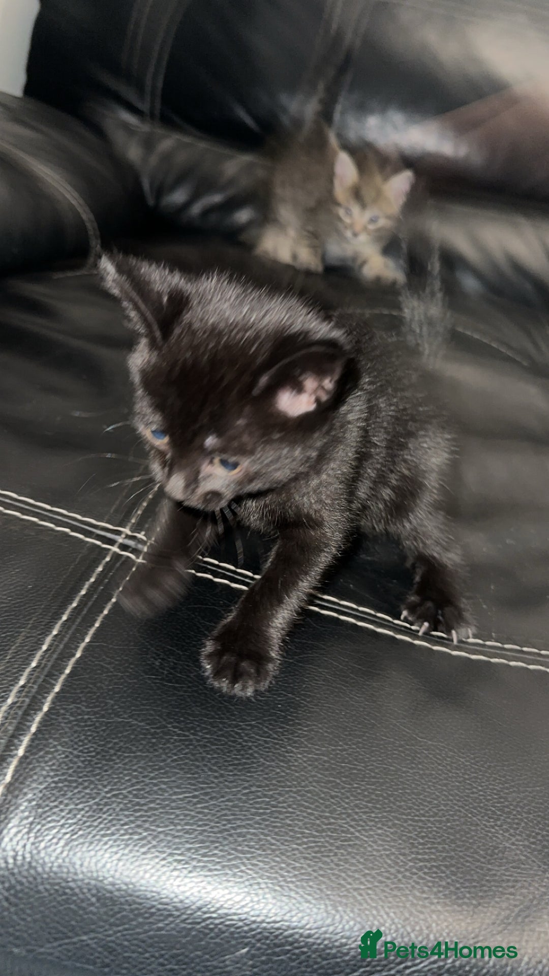 Domestic Shorthair cats for sale: Adorable tabby/bengal kittens to a good home - Image 21