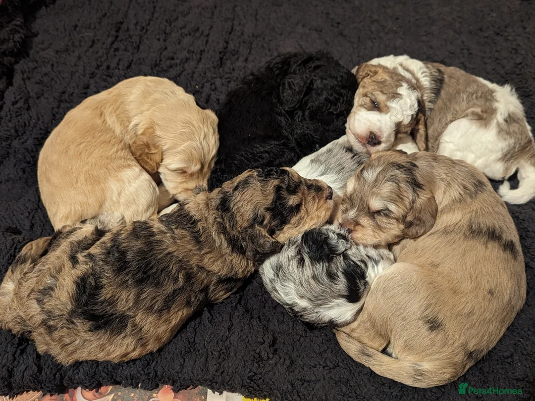 Cockapoo dogs for sale: Cockapoo pups due February  - Advert 8