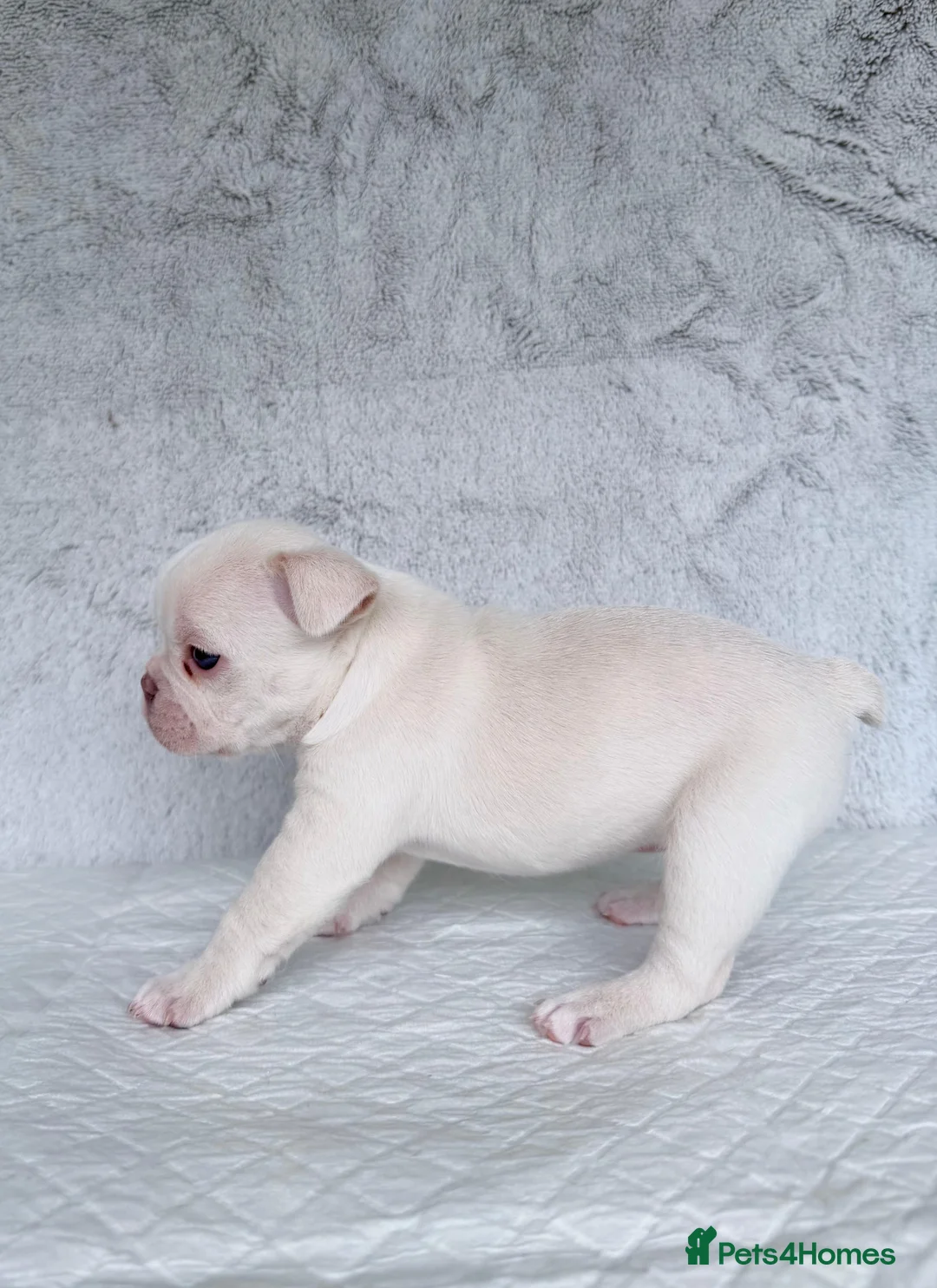 French Bulldog dogs for sale: KC registered new shade French Bulldog puppies - Advert 36