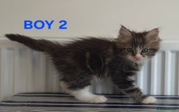 Ragcoon cats for sale: Stunning ragcoons - Image 4