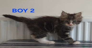 Ragcoon cats - Advert 10