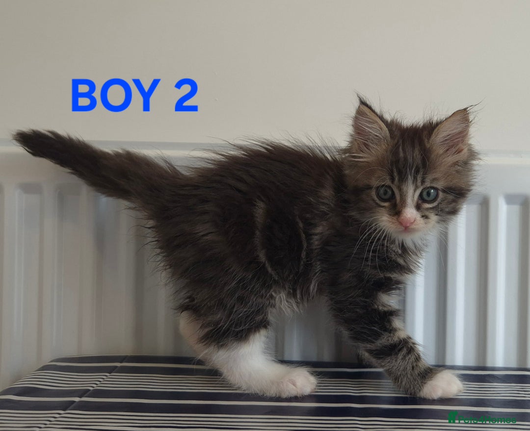 Ragcoon cats for sale: Stunning ragcoons - Image 4
