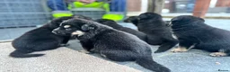 German Shepherd dogs for sale: German shepard pups  - Advert 2