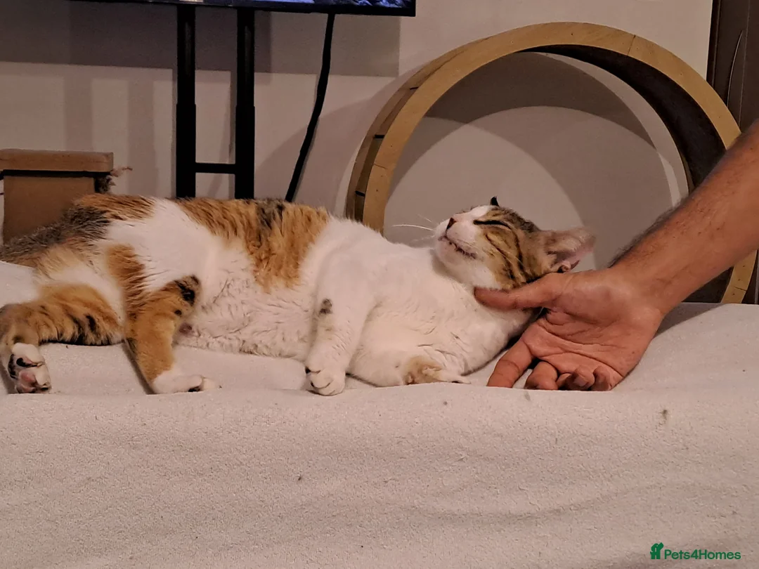 Mixed Breed cats for adoption: Viola - calm and sweet girl - Advert 9