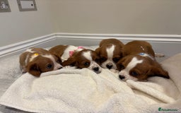 Cavalier King Charles Spaniel dogs for sale: Extensively health tested parent cavalier puppy’s  - Image 3