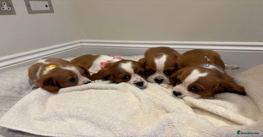 Cavalier King Charles Spaniel dogs - Advert 6