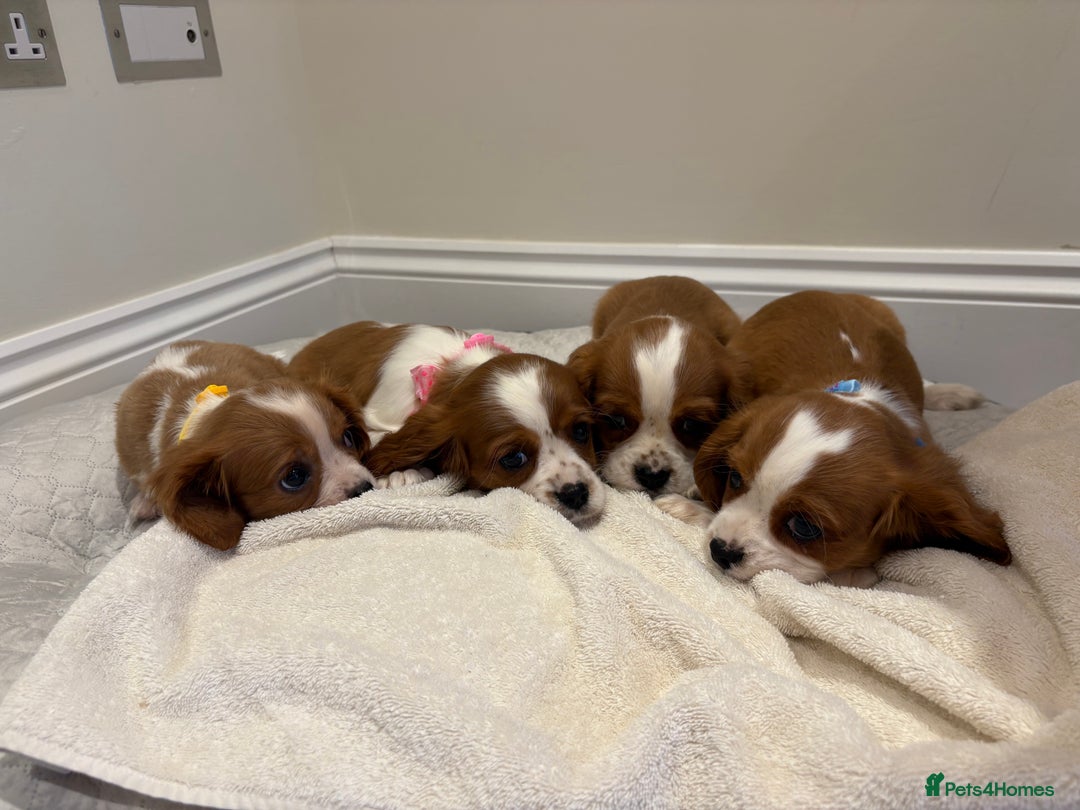 Cavalier King Charles Spaniel dogs for sale: Extensively health tested parent cavalier puppy’s  - Image 3
