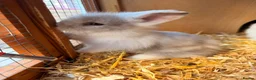 Lionhead rabbits for sale: 4 Gorgeous Lionhead Baby Bunnies in King's Lynn - Advert 2