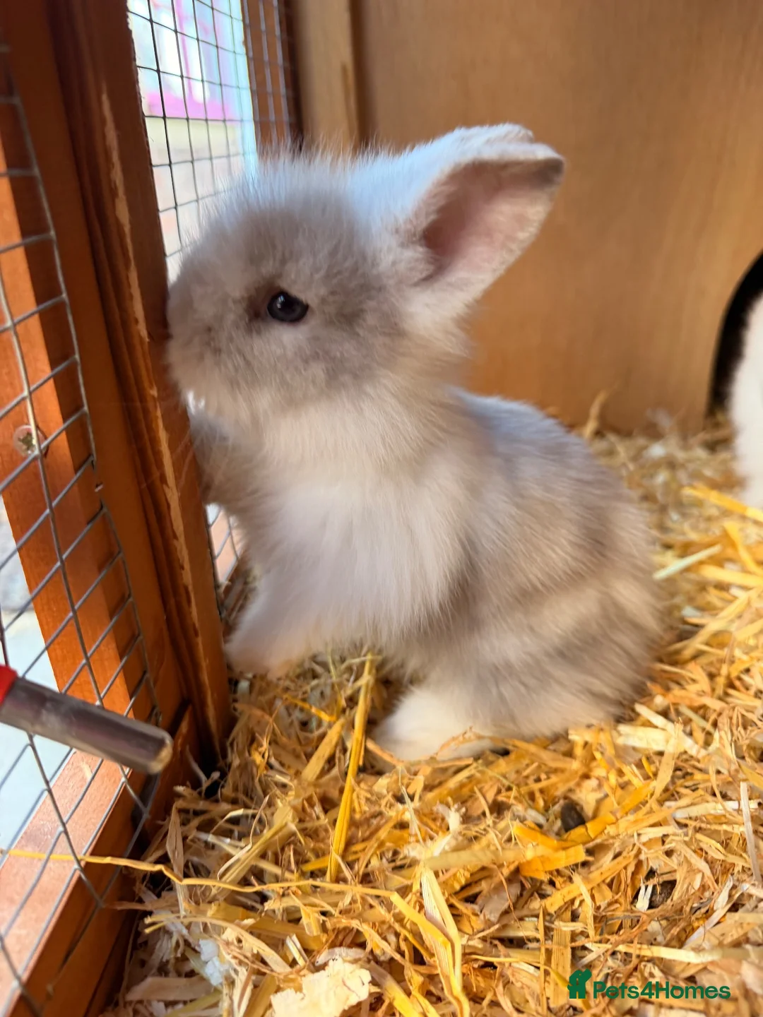Lionhead rabbits for sale: 4 Gorgeous Lionhead Baby Bunnies in King's Lynn - Advert 2
