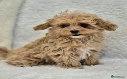Maltipoo dogs for sale: Beautiful Teddy Bear Asian/Korean Maltipoo Puppy - Image 8