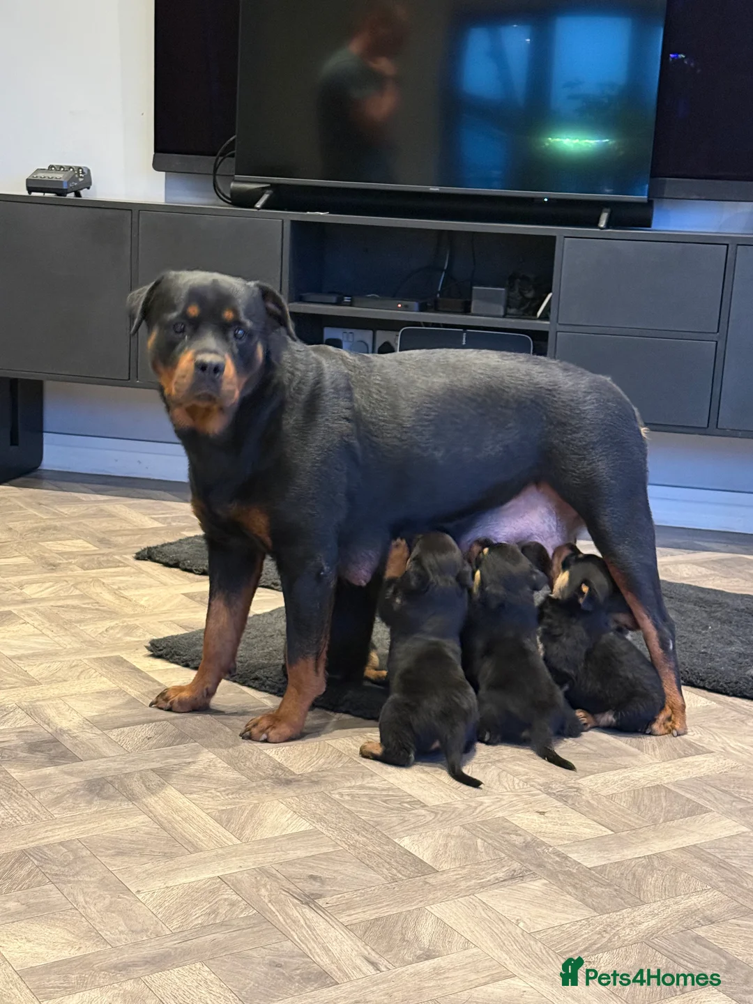 Rottweiler dogs for sale: ROTTWEILER PUPPY - MALE - 4 MONTHS OLD - Advert 2
