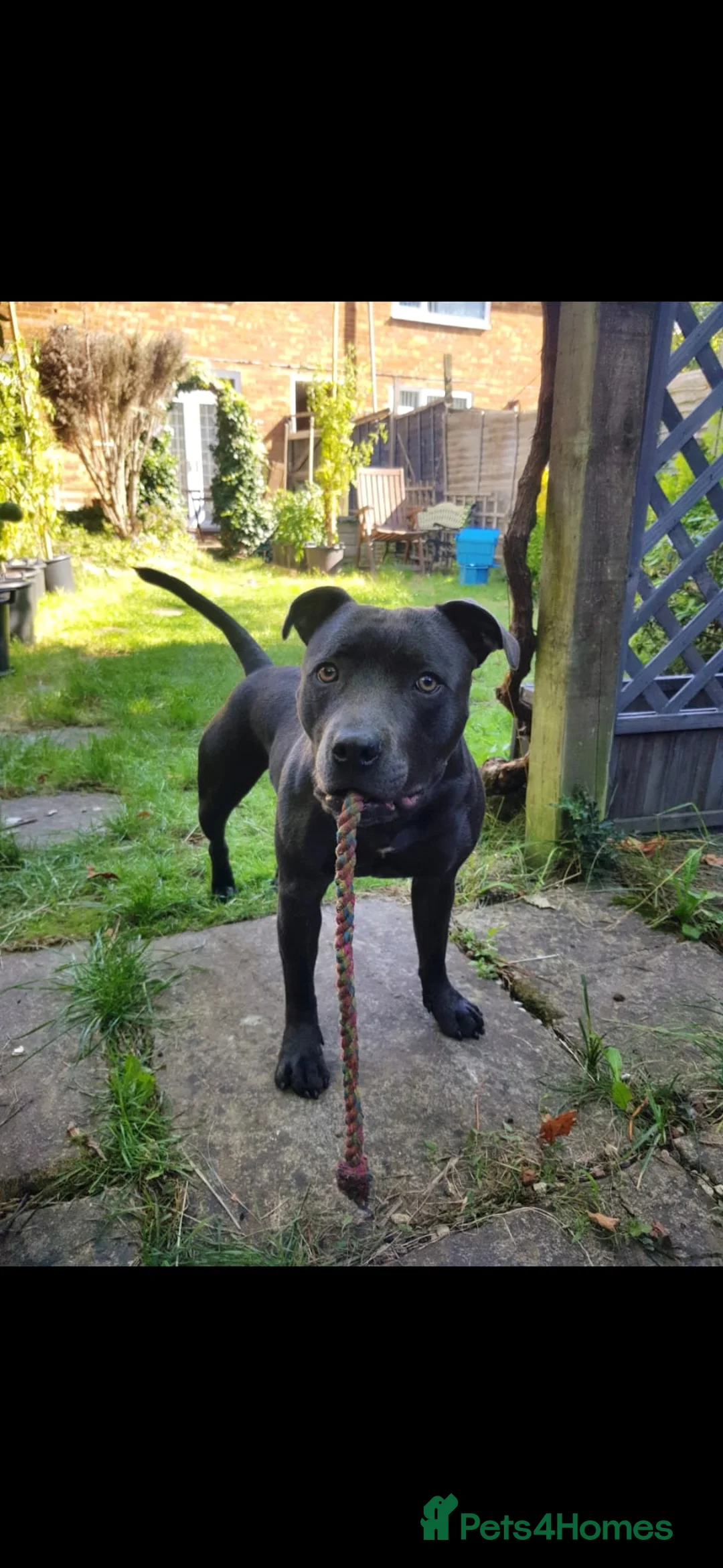 Staffordshire Bull Terrier dogs for sale: Blue Staffordshire Bull Terrier Puppy for Sale   - Advert 5