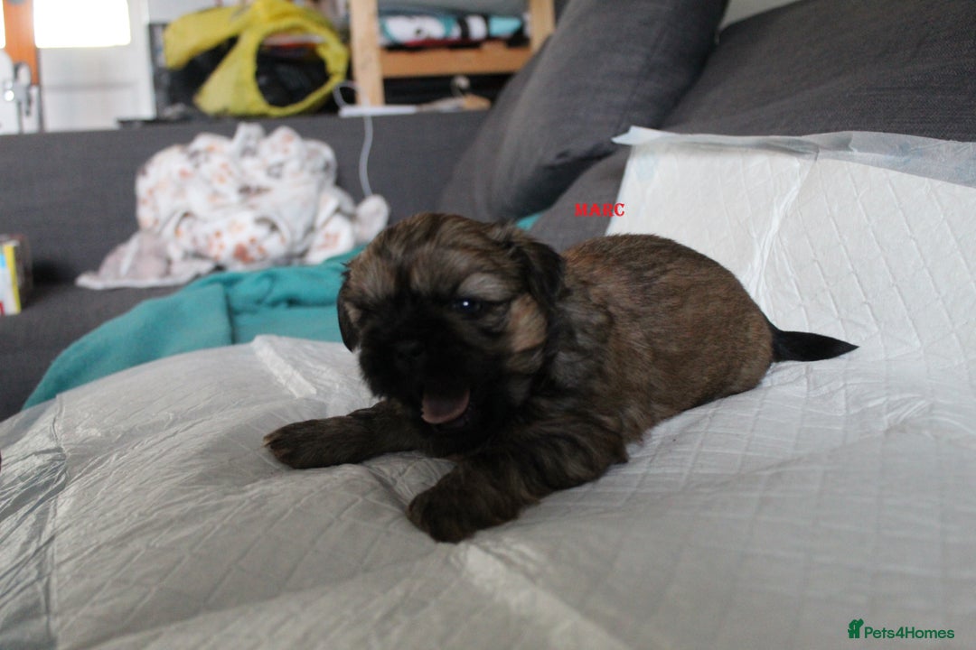 Shih Tzu dogs for sale: LOVELY SHIH TZU PUPPIES LIVER GENE  - Advert 20