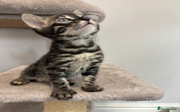 Bengal cats for sale: Silver Charcoal and Brown rosetted Bengal kittens  - Image 7