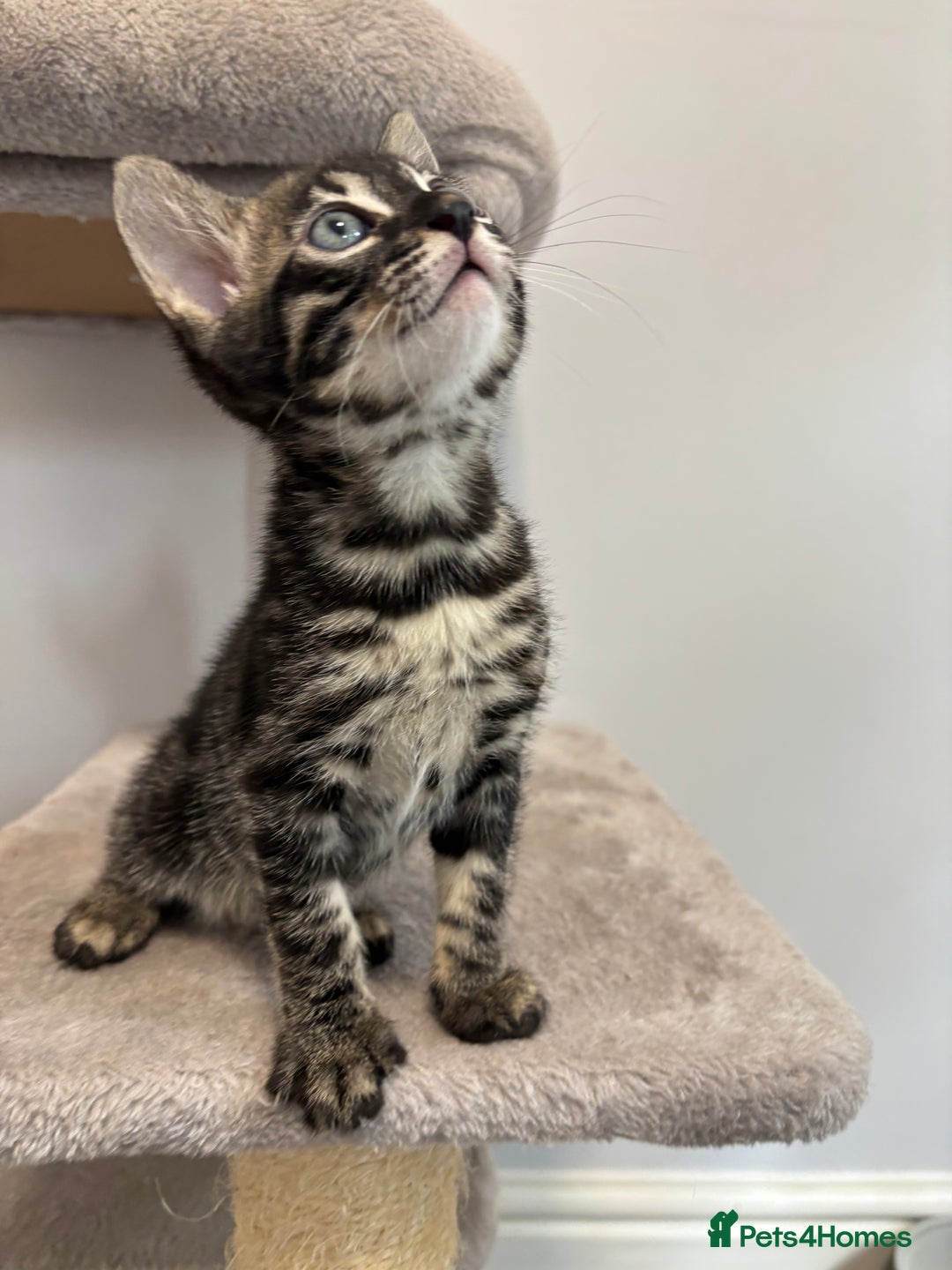 Bengal cats for sale: Silver Charcoal and Brown rosetted Bengal kittens  - Image 7