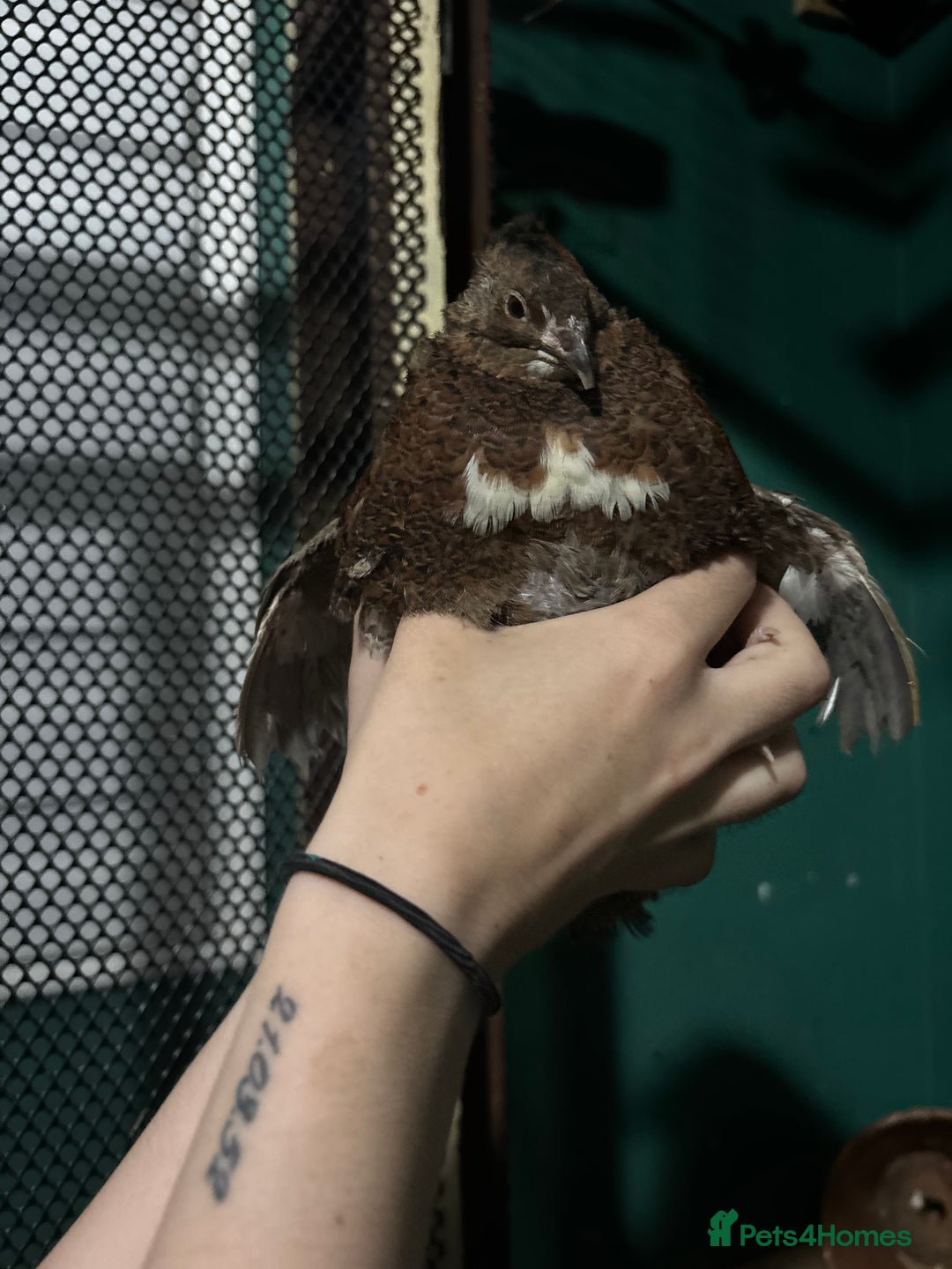 Quail poultry for sale: Quail - Image 2