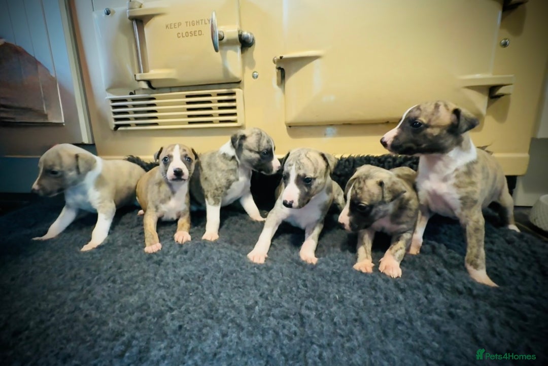 Whippet dogs for sale: Beautiful KC Whippet pups 5 boys - Image 3