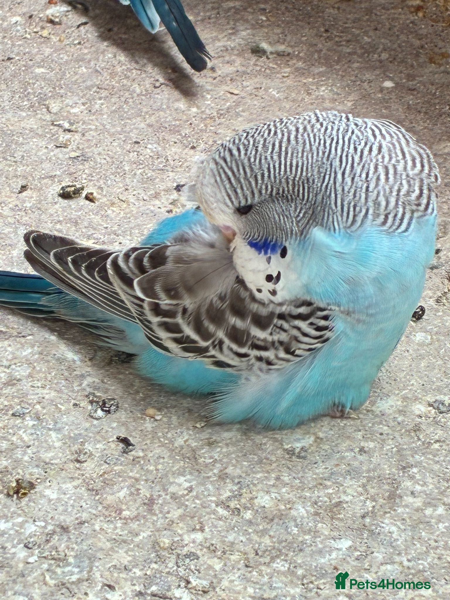 Budgerigars birds Baby Budgies - Advert 1