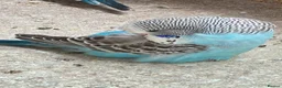 Budgerigars birds for sale: Baby Budgies in Bexhill-on-Sea - Advert 1