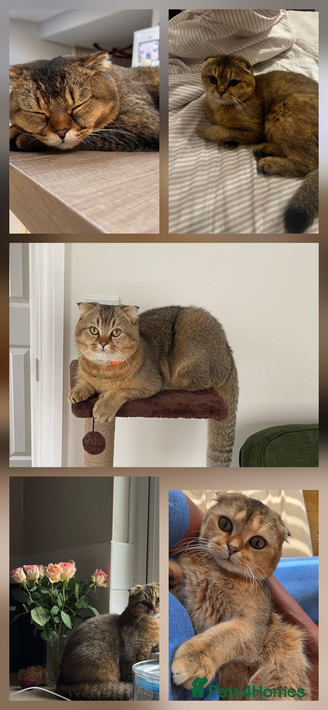 Scottish Fold cats for sale: Scottish Fold Kittens - Image 21