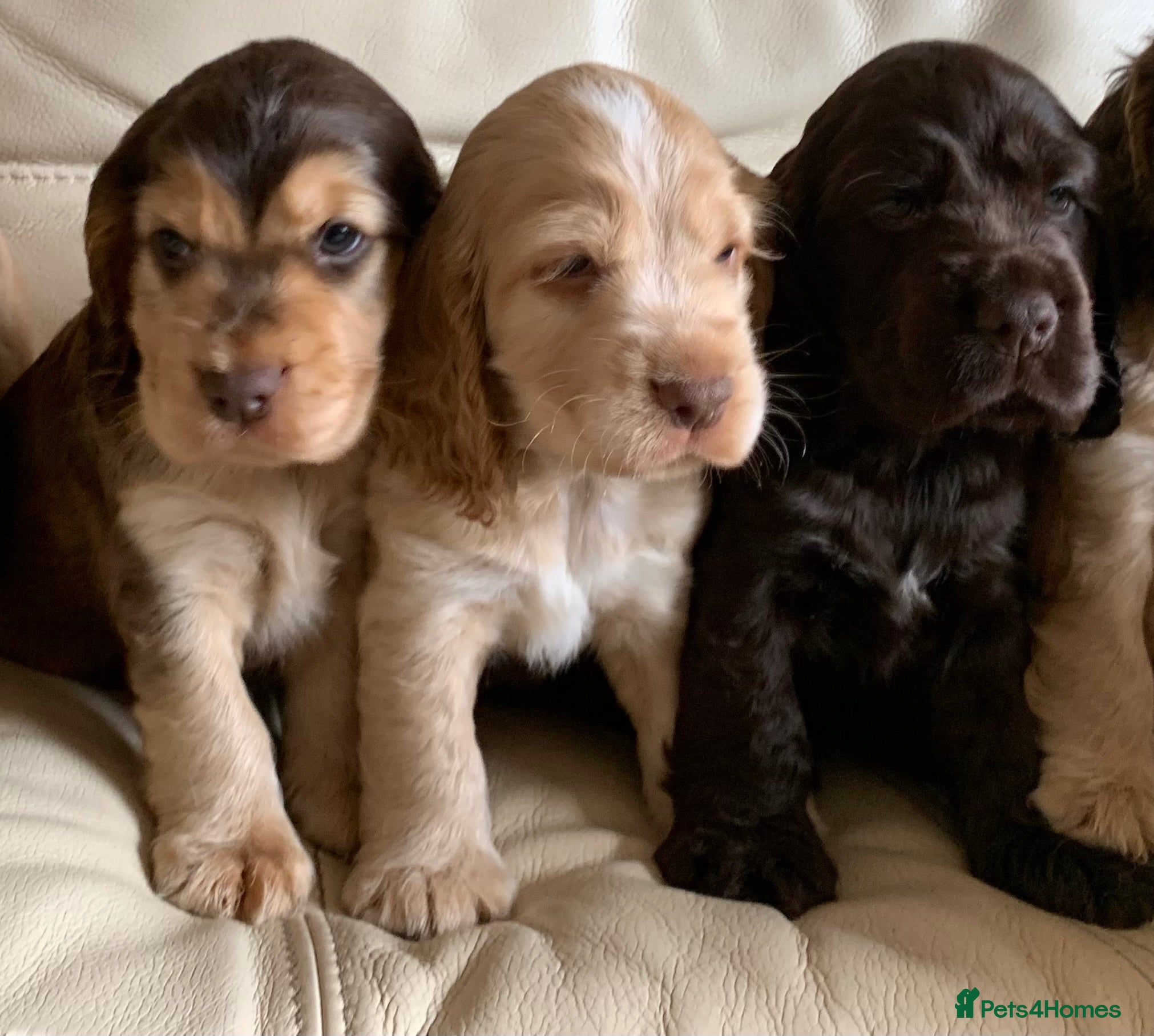 Cocker Spaniel dogs KC Show Type Cocker Spaniels - Advert 1