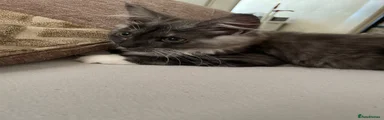 Maine Coon 1