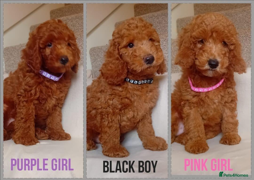 Goldendoodle dogs 🐶🐶 Miniature Red Goldendoodle Puppies 🐶🐶 - Advert 1