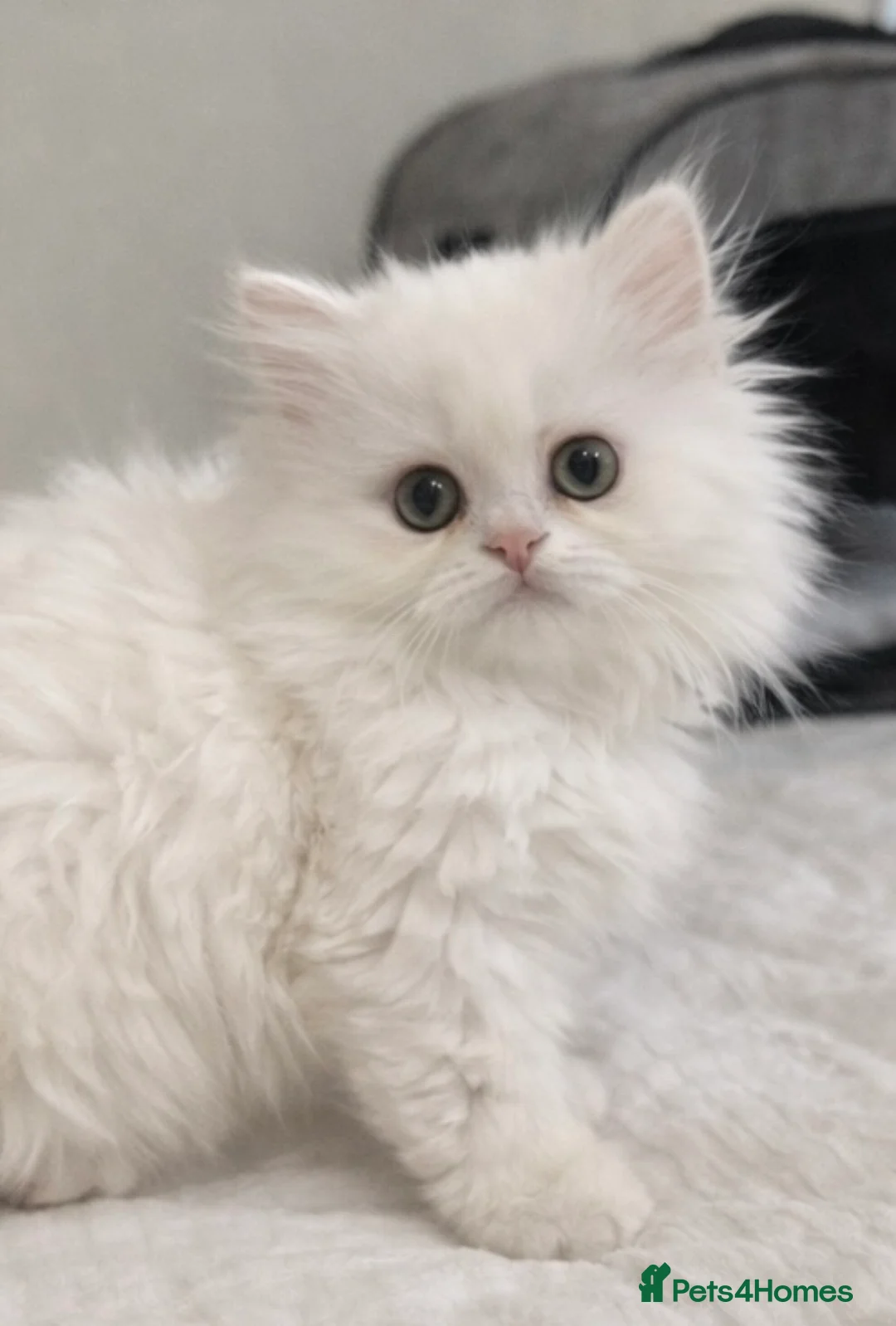 Persian cats for sale: Beautiful White Persian Kitten Fully Vaccinated - Advert 8