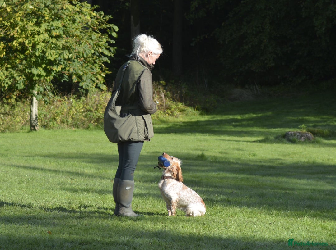 Cocker Spaniel dogs for sale: Working Cocker Spaniel Puppies  - Advert 4