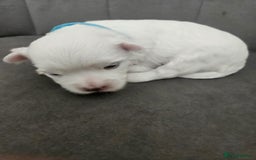 Maltese dogs for sale: 🐾 Adorable Maltese Puppies 🐾  - Image 14