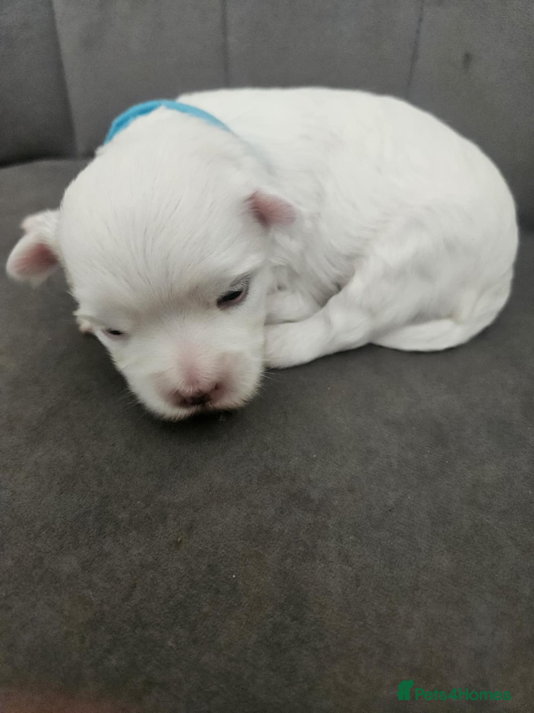 Maltese dogs for sale: 🐾 Adorable Maltese Puppies 🐾  - Image 14