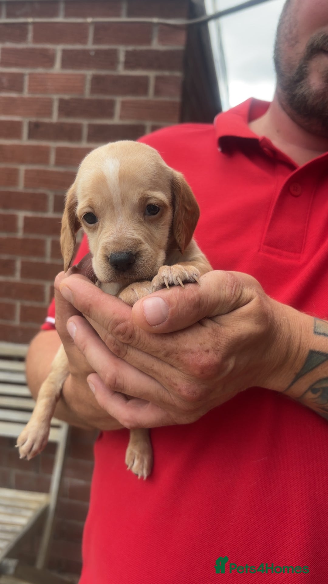 Mixed Breed dogs for sale: Beautiful Sprizla Puppies  - Image 11