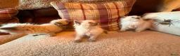 Ragdoll cats for sale: Beautiful Ragdol Kittens - Advert 11