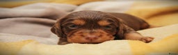 Cocker Spaniel dogs for sale: Working Cocker Spaniel, KC - Advert 9