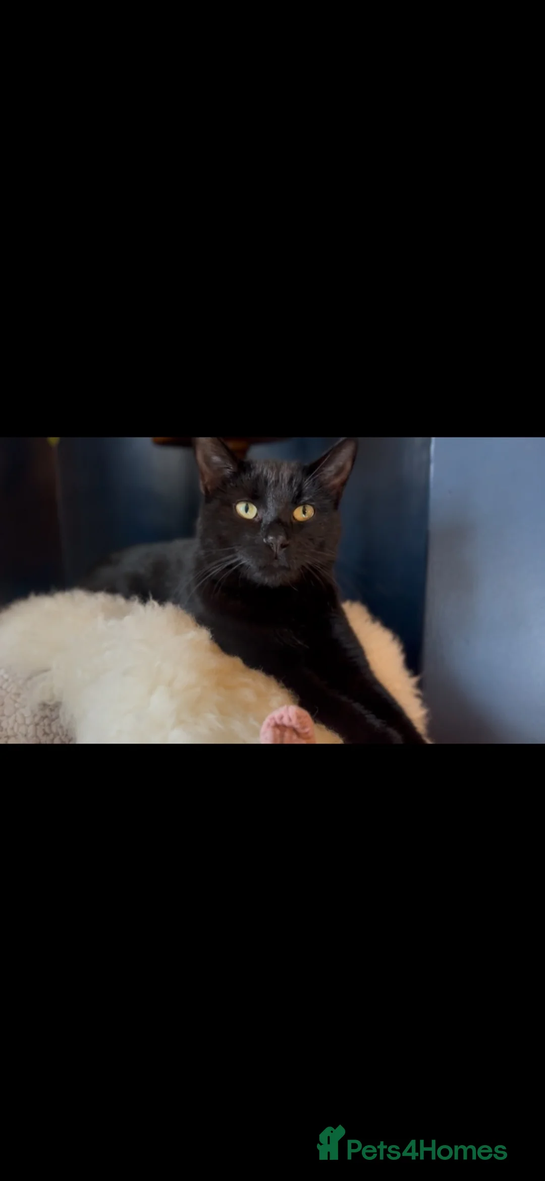 Mixed Breed cats for sale: Beautiful litter domestic short haired kittens - Advert 2