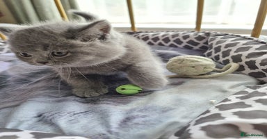 British Shorthair cats - Advert 7