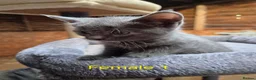 Mixed Breed cats for sale: Bengal Cross Kittens - Advert 8
