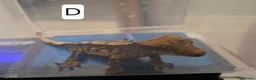 Gecko reptiles for sale: Juvenile Crested Geckos in Runcorn - Advert 7