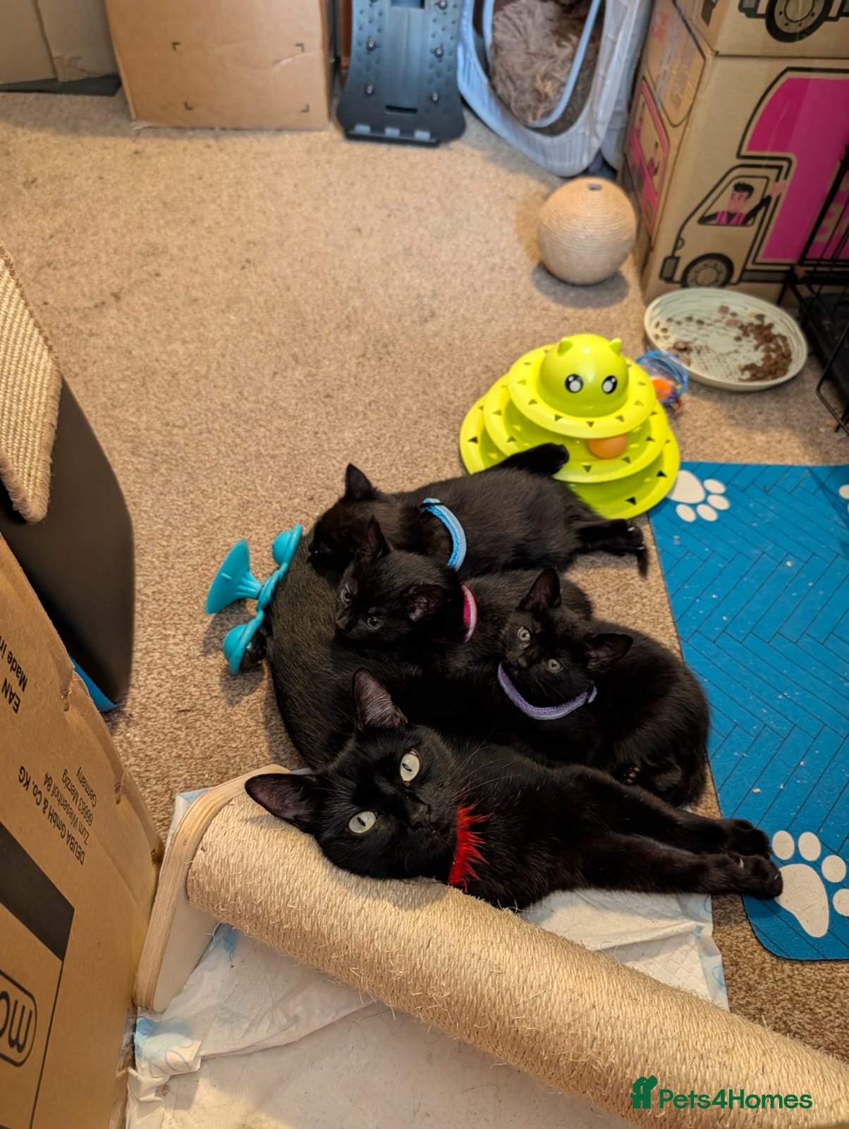 Bombay cats 🐾 Loving Homes Wanted for 4 Roxy’s Kittens 🐾 - Advert 9