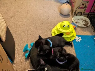 Bombay cats 🐾 Loving Homes Wanted for 4 Roxy’s Kittens 🐾 - Advert 9