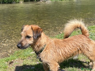 Jack Russell dogs - Advert 22