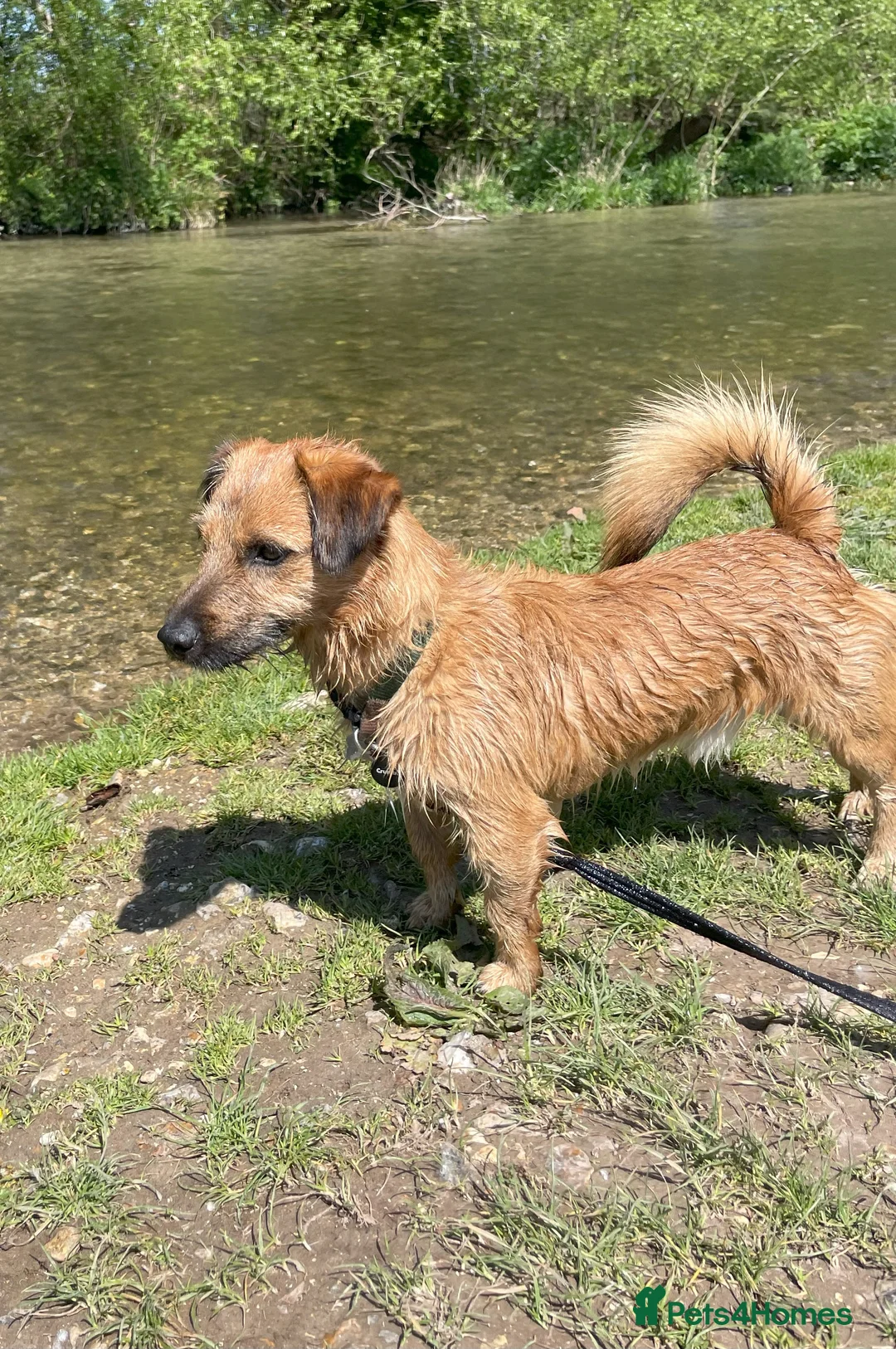 Jack Russell dogs for stud: Jack Russell for stud - Advert 4