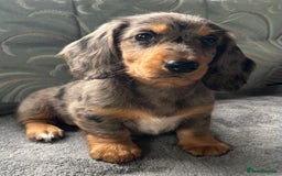 Dachshund dogs for sale: LONG HAIRED  KC REG  DACHSHOUNDS - Image 2