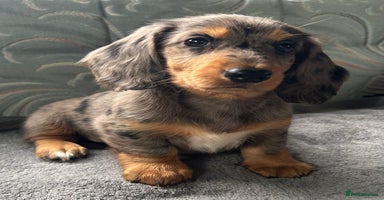 Dachshund dogs - Advert 13